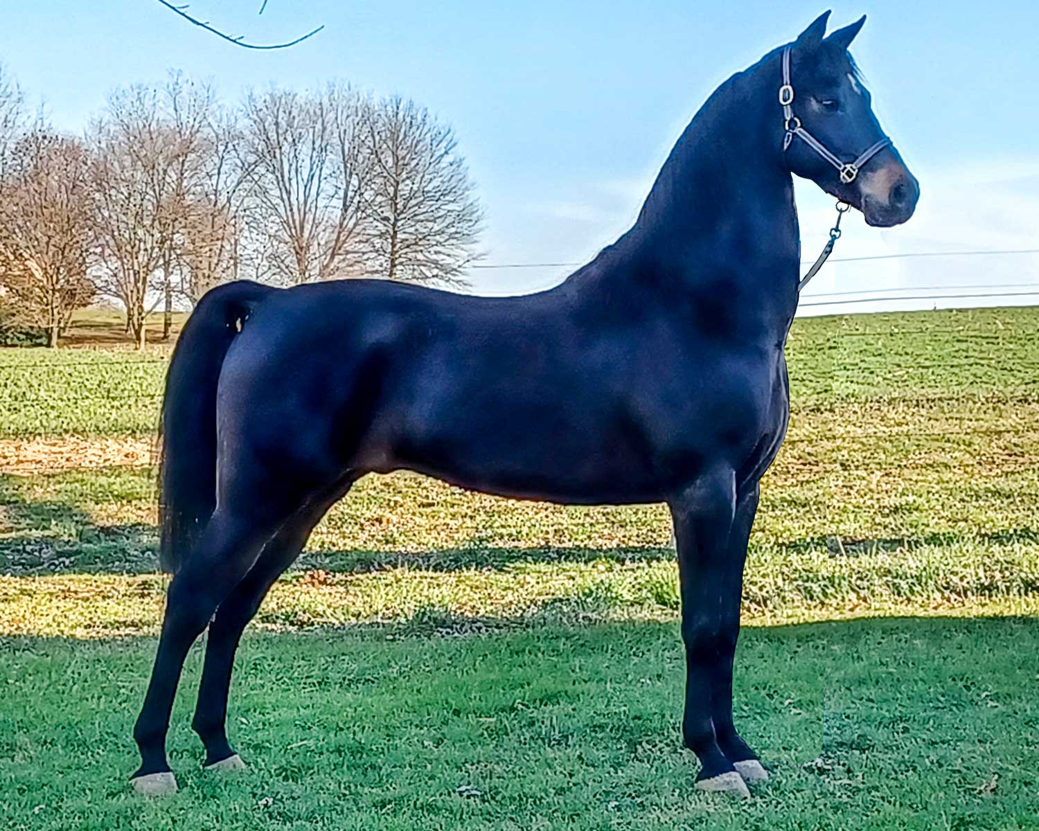 Lot 20 - Glory's Dasher