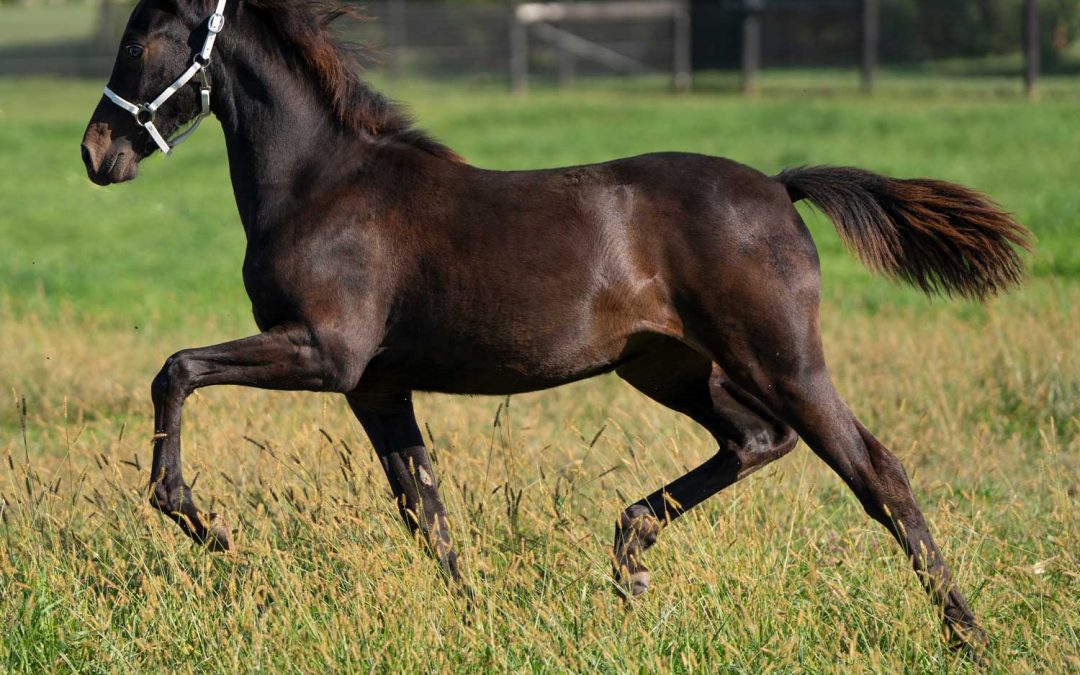 LOT 82 – Down-Town Believe – Video & Photos