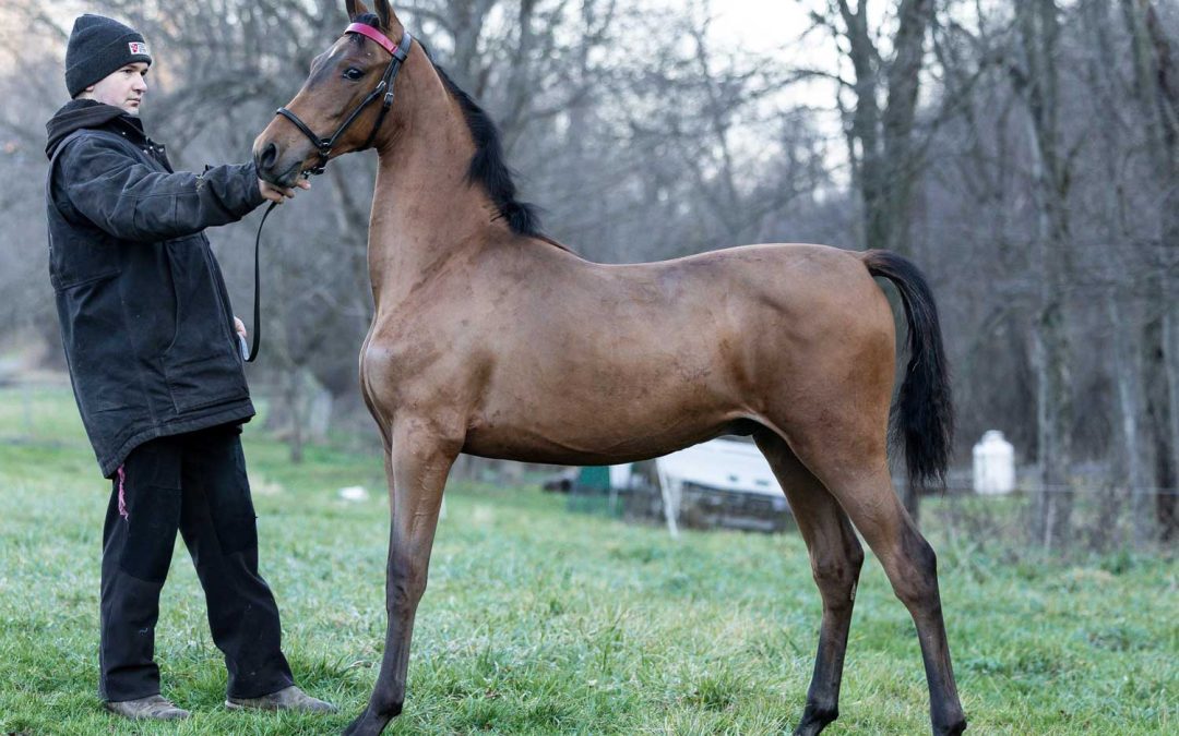 LOT 27 – Killin’ Time – Photos