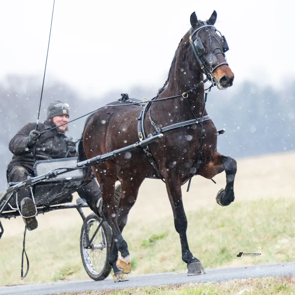 Lot 31, archery amazing look