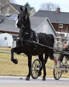 Lot 89 - HAM Mystique Vesper