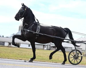 Lot 89 - HAM Mystique Vesper