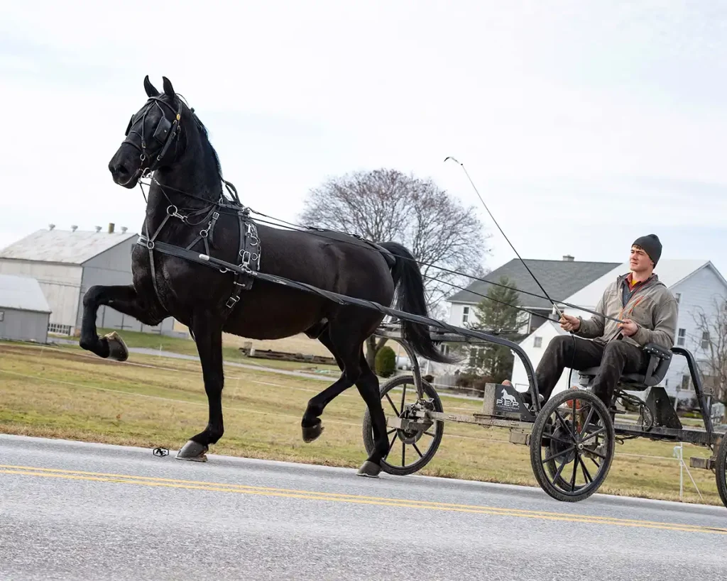 Lot 89 - HAM Mystique Vesper