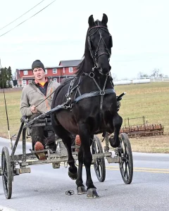 Lot 89 - HAM Mystique Vesper