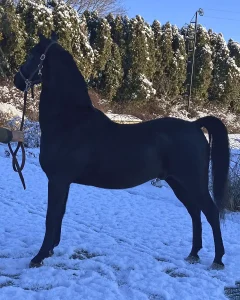 Lot 89 - HAM Mystique Vesper