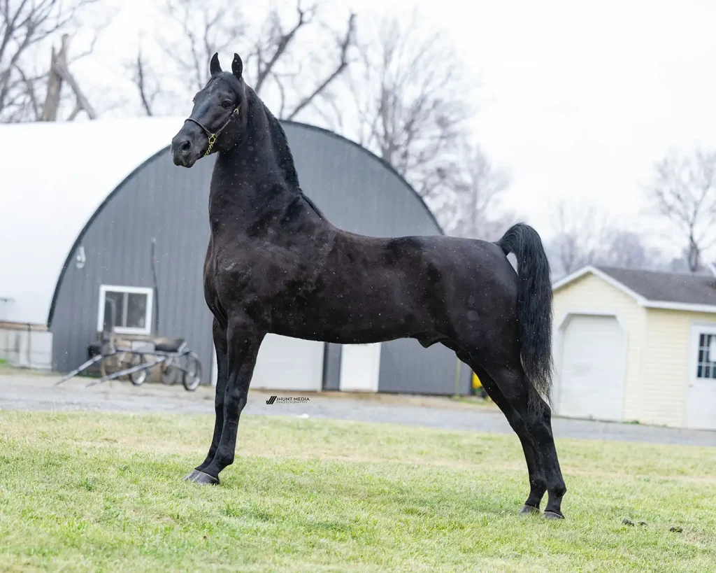 Lot 71 - Blue Steel Ezekiel