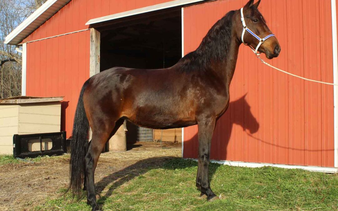 LOT 114 – ESM QueensDutchMaid