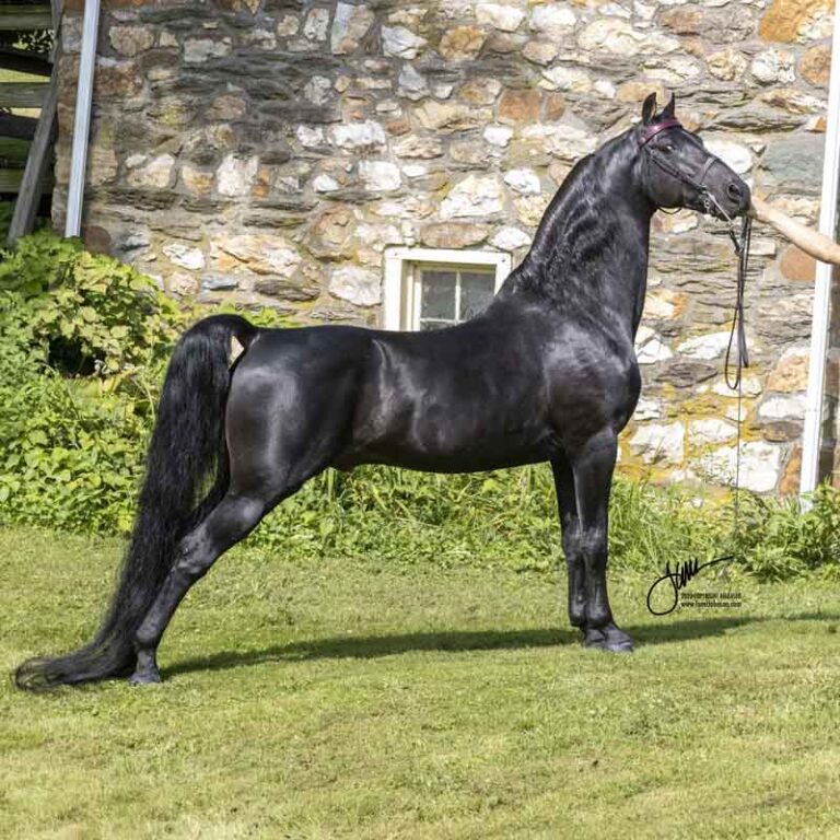 L-18 LCK Luke Skywalker