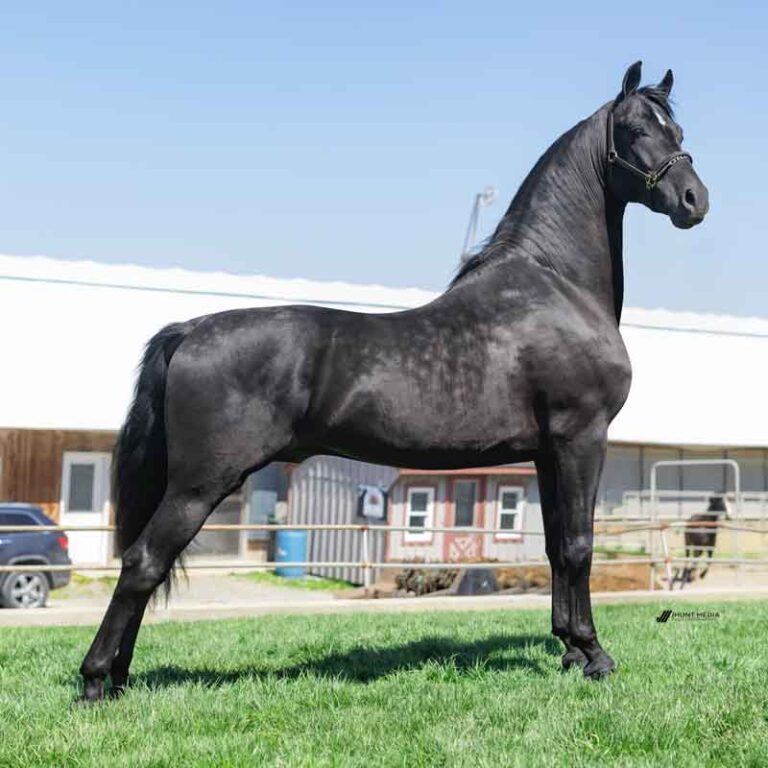 S-4 WVS Intriguing Moment