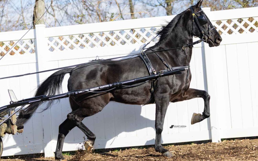 LOT 11 – LMDF Luke