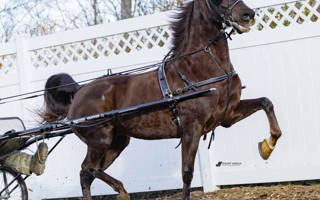 LOT 111 – Eastlands Beauty