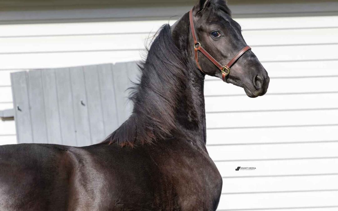 LOT 25 – Elco Ridge Martina