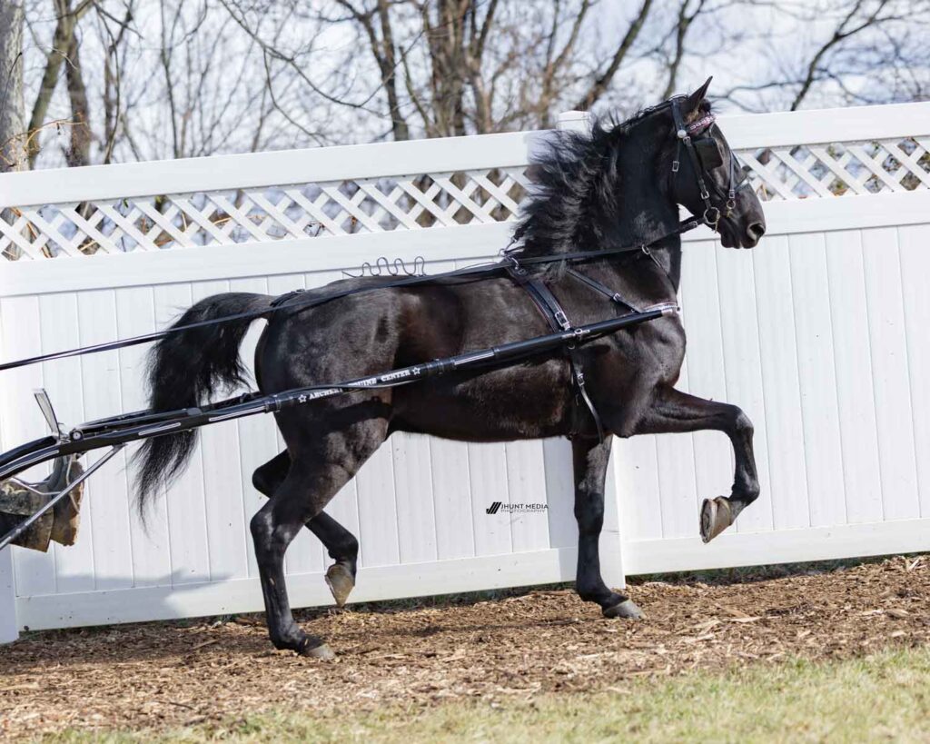 Lot 31 - TLG Turbo's Captain