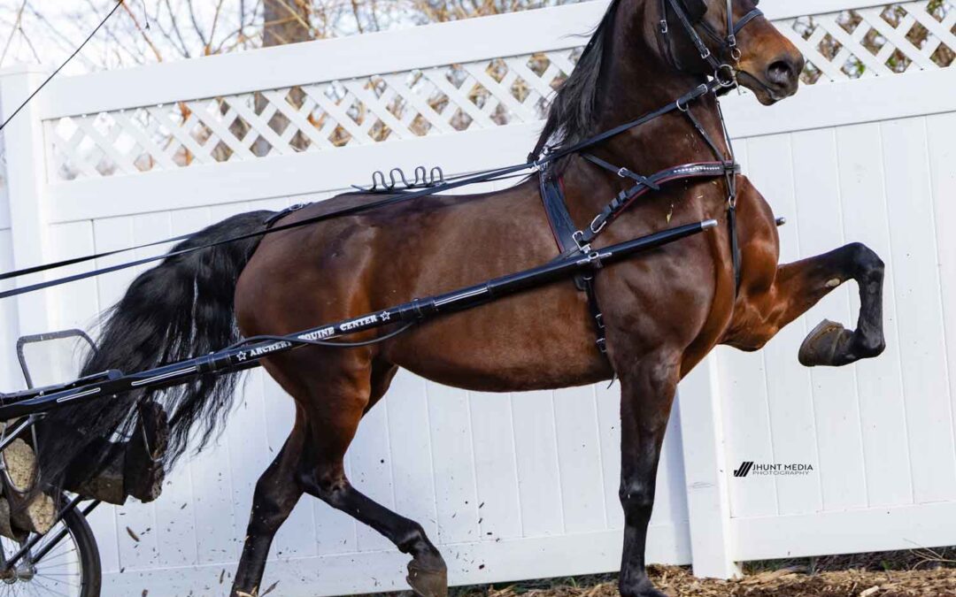 LOT 41 – GKMF Futurity’s Dahlia