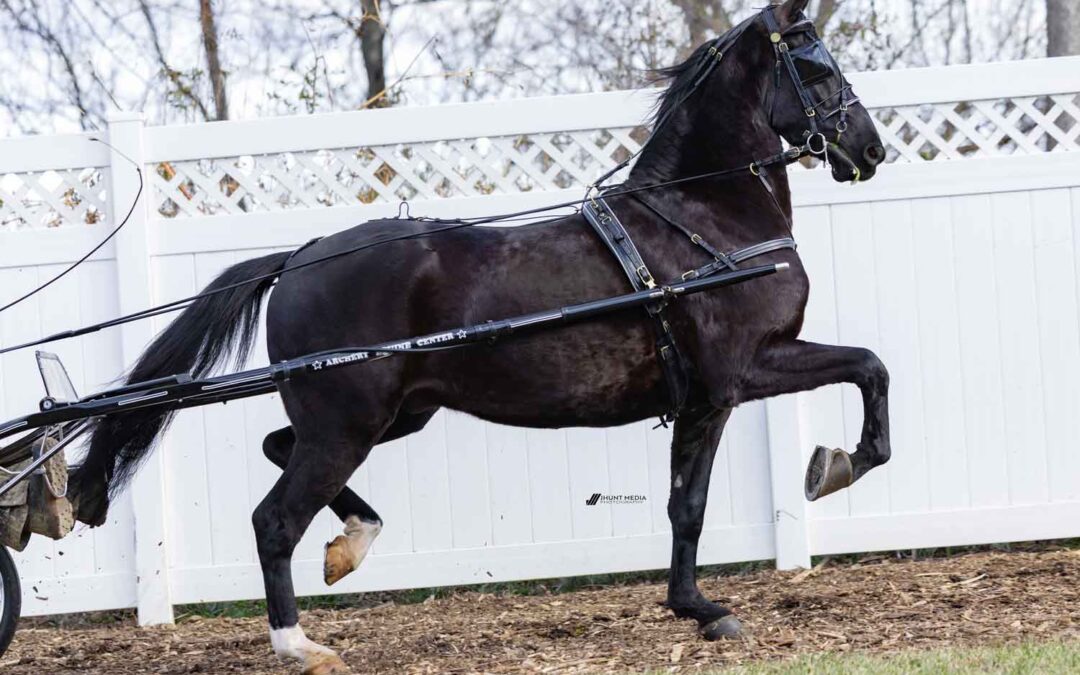 LOT 51 – AJM Sunrise Black Shadow