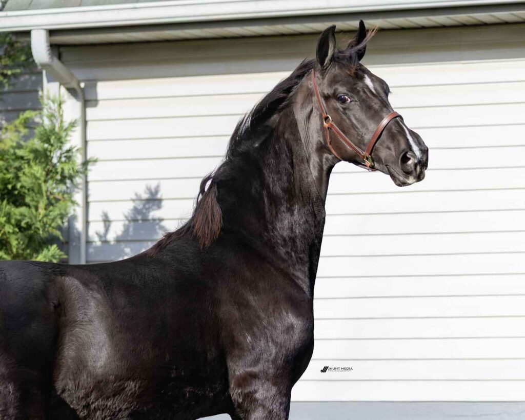 Lot 55 - Elco Ridge Malibu