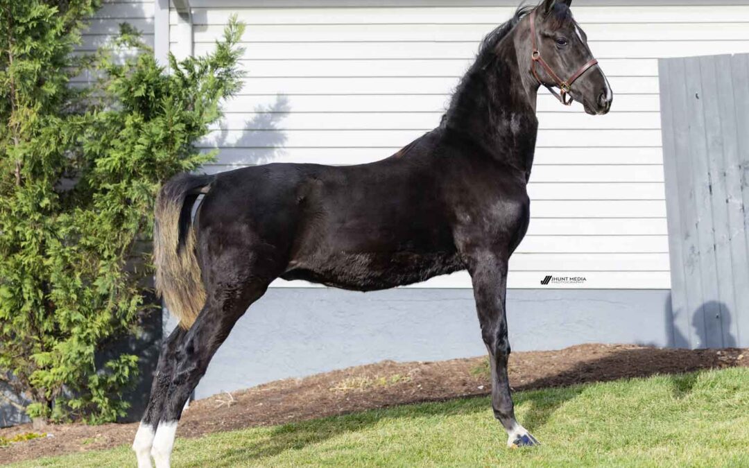 LOT 55 – Elco Ridge Malibu