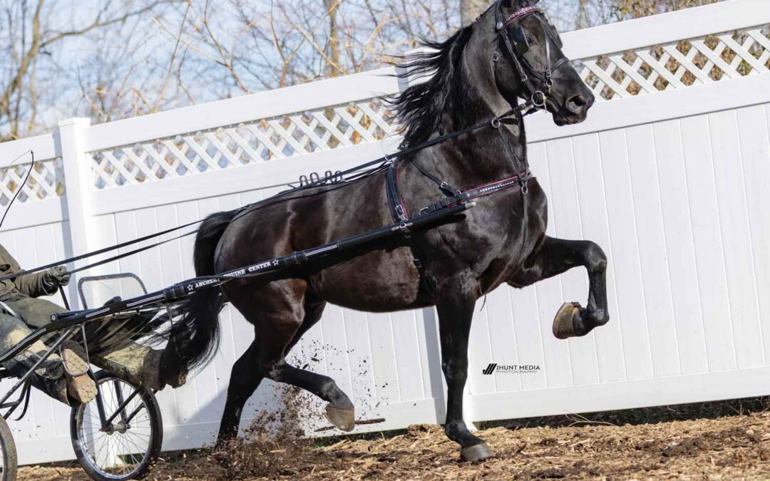 LOT 61 – Lonestar Silver Chief