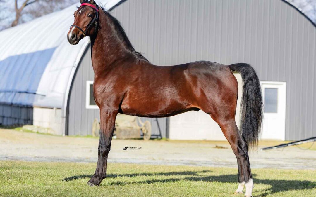 LOT 71 – Birch Lane Edition