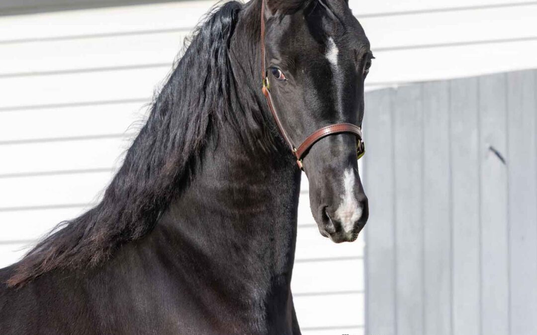 LOT 75 – Elco Ridge Beamer