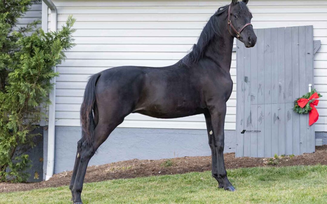 LOT 85 – Elco Ridge Bradley