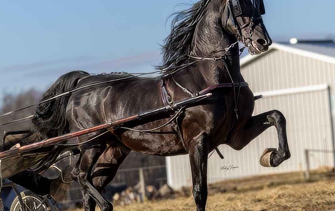 LOT 57 – Lilleys Black Magic